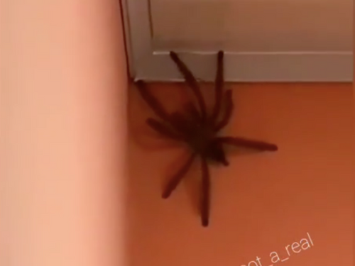 Une araignée géante découverte dans une maison (Vidéo)